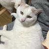 まつよこ