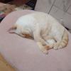 himechi_rionyan
