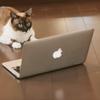 TigerTask