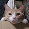 猫耳みるく