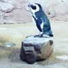 のるにゃんじーあるふにゃっど大王