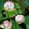 Eri Autumn Lotus