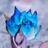 AnemoneDream