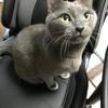 猫ご飯