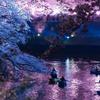 桜一輪
