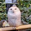 夜明けの鳥広場