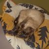 田中遊戯