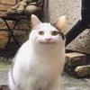 リャマ像