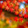 Momiji_Movie
