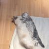 ハル✨恋心の織り手