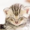 保護猫すき