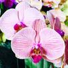 Orchid Concierge