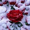 蓬莱よもぎ