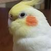 オカメの為に働くママ