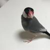 コバこば