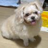 ふぅぷるりん