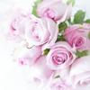 こもれびの森☆