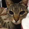naganeko