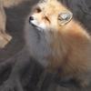 じゃねけ