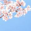 桜マイ