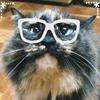 ふにずヒーリングサービス