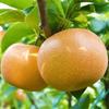 Pear_Nashi