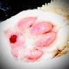 にゃんこの肉球