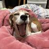 りー★