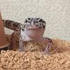 がじゃいも