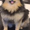 りすさん。。