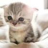 ねこきんぐ