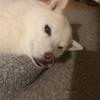こはるもち