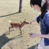 奈良のシカさん