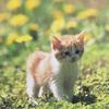 さゆちゃん