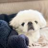 近藤 翔也