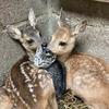 あかりぬ