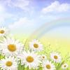 chamomile☆