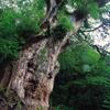 Hide・Force36