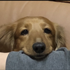 おごもり