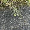 なかぐち