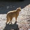 婦人科看護師ねこ、。