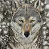 ARUF_wolf