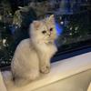 01forestcat