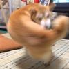 諸見里 太一