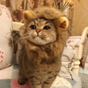 nanareo