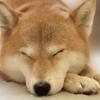 動物看護師NANA