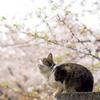 よしじろう