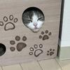 ムギ　気持ちを言葉にする人