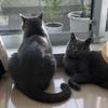 まさひねこ