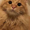 ppmy